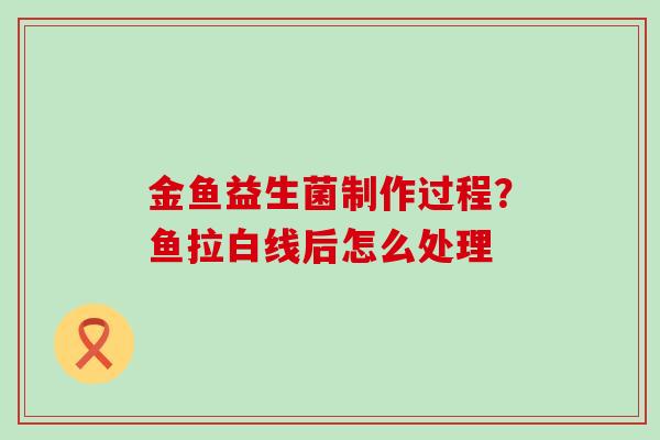 金鱼益生菌制作过程?鱼拉白线后怎么处理 金鱼益生菌制作过程?鱼拉白线后怎么处理