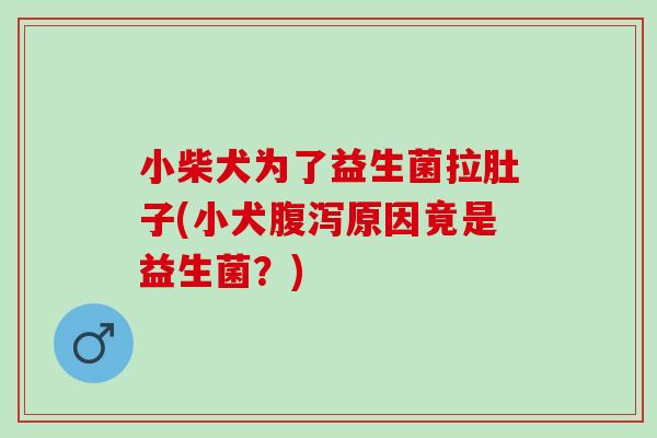 小柴犬为了益生菌拉肚子(小犬原因竟是益生菌?) 小柴犬为了益生菌拉肚子(小犬原因竟是益生菌?)