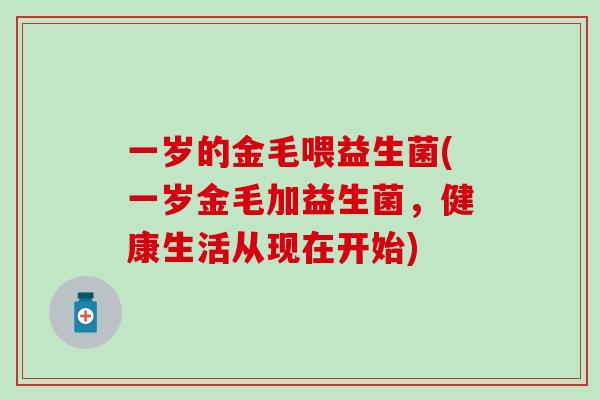 一岁的金毛喂益生菌(一岁金毛加益生菌，健康生活从现在开始)