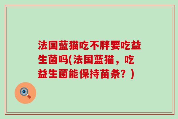 法国蓝猫吃不胖要吃益生菌吗(法国蓝猫,吃益生菌能保持苗条?) 法国蓝猫吃不胖要吃益生菌吗(法国蓝猫,吃益生菌能保持苗条?)