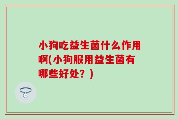 小狗吃益生菌什么作用啊(小狗服用益生菌有哪些好处？)