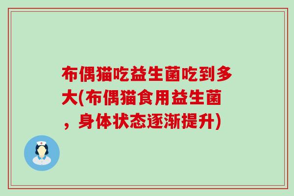 布偶猫吃益生菌吃到多大(布偶猫食用益生菌，身体状态逐渐提升)