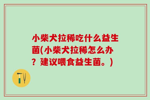 小柴犬拉稀吃什么益生菌(小柴犬拉稀怎么办？建议喂食益生菌。)