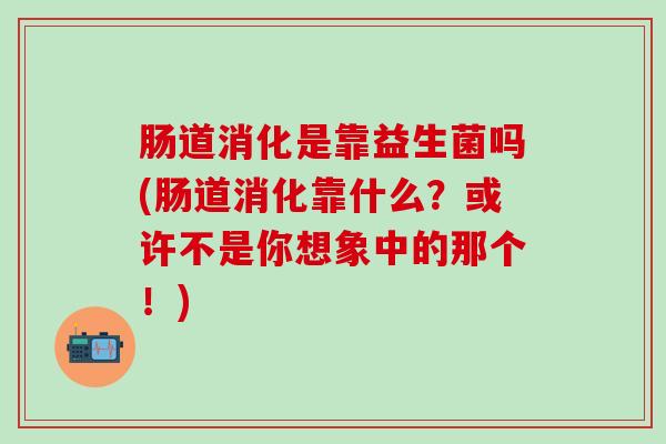 肠道消化是靠益生菌吗(肠道消化靠什么?或许不是你想象中的那个!) 肠道消化是靠益生菌吗(肠道消化靠什么?或许不是你想象中的那个!)