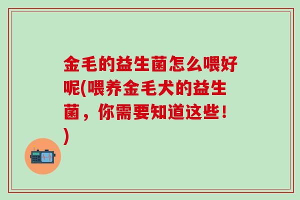 金毛的益生菌怎么喂好呢(喂养金毛犬的益生菌,你需要知道这些!) 金毛的益生菌怎么喂好呢(喂养金毛犬的益生菌,你需要知道这些!)